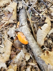 Aurantiporus pulcherrimus