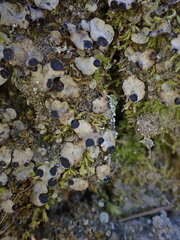 Peltigera venosa