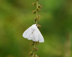 Spilosoma congrua