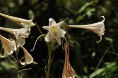 Lilium