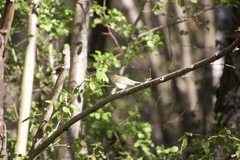 Phylloscopus sibilatrix