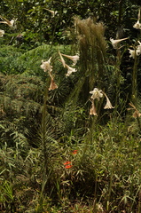 Lilium