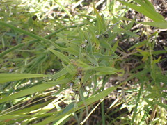 Lithospermum ruderale