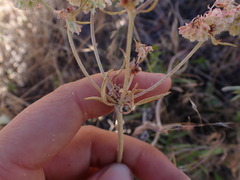 Eriogonum heracleoides