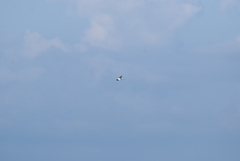 Thalasseus sandvicensis