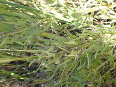 Lithospermum ruderale