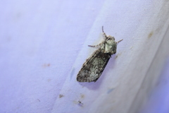 Macrurocampa marthesia
