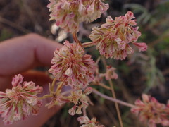 Eriogonum heracleoides