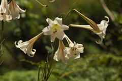 Lilium
