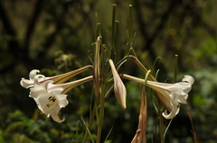 Lilium