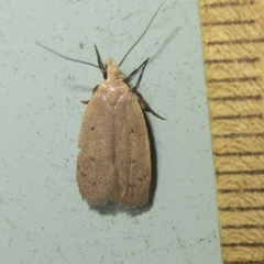 Inga obscuromaculella