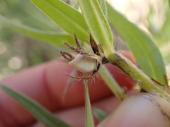 Lithospermum ruderale