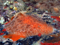 Platydoris angustipes