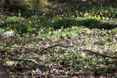 Phylloscopus sibilatrix