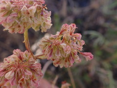 Eriogonum heracleoides