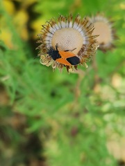 Melanopleurus bicolor