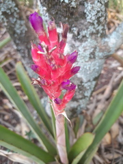 Aechmea distichantha
