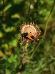 Melanopleurus bicolor