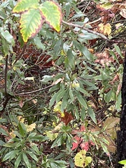 Quercus laurifolia