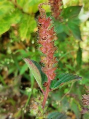 Acalypha phleoides