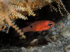 Apogon pseudomaculatus