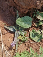 Ledebouria ovatifolia