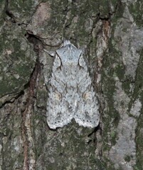 Lithophane ornitopus