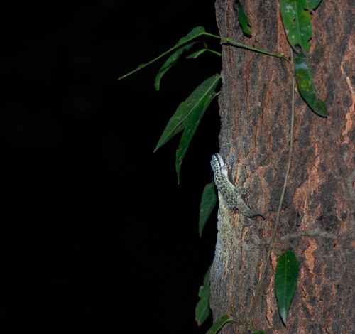Margarita Leaf-toed Gecko, Phyllodactylus ventralis