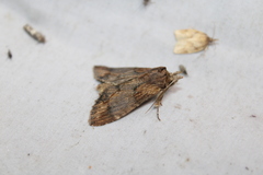 Dasylophia thyatiroides