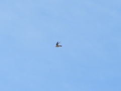 Aeronautes andecolus