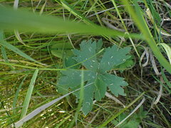 Geranium viscosissimum
