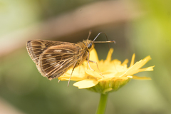 Vehilius stictomenes
