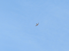 Aeronautes andecolus