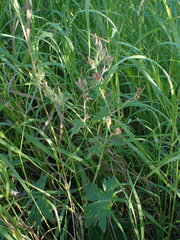 Geranium viscosissimum