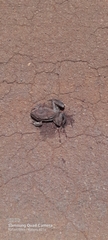 Leptodactylus labyrinthicus