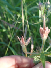 Geranium viscosissimum