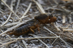 Gryllotalpa gryllotalpa