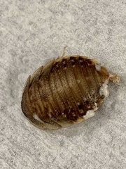 Blattodea