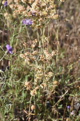 Eriogonum heracleoides