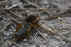 Gryllotalpa gryllotalpa