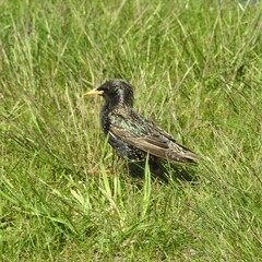 Sturnus vulgaris