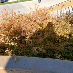 Physocarpus capitatus