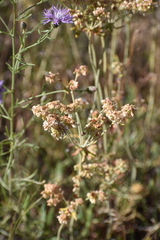 Eriogonum heracleoides