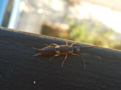 Forficula auricularia