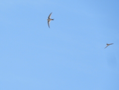 Aeronautes andecolus