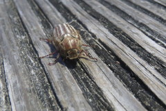 Anoxia australis