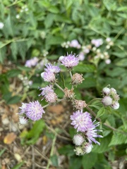 Cyrtocymura scorpioides