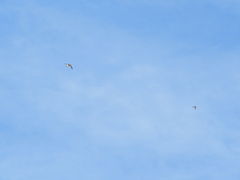 Aeronautes andecolus