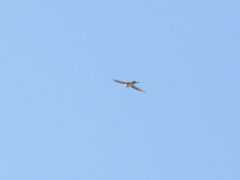 Aeronautes andecolus