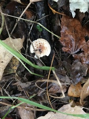 Lepiota cristata